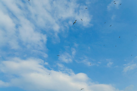 blue sky with white clouds and seagulls, nature series