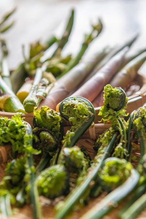 Japanese spring wild vegetables (udo, bamboo shoots, kogomi)の写真素材