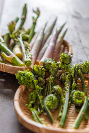 Japanese spring wild vegetables (udo, bamboo shoots, kogomi)の写真素材