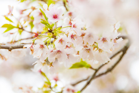 cherry blossom sakura in spring season with soft focus backgroundの写真素材