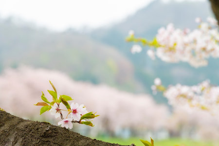 cherry blossom in spring season, sakura flower background.の写真素材