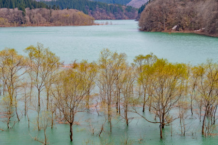 Submerged forest of Lake Shusen. Akita, Japanの写真素材