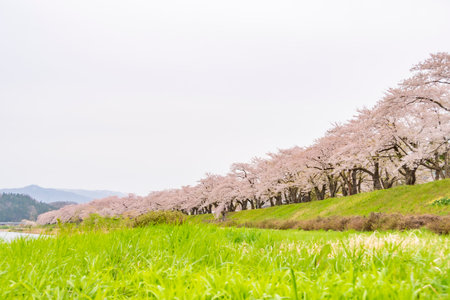 Cherry blossom trees along the Hinokinai River bank. Akita, Japanの写真素材