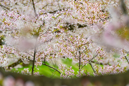 Cherry blossoms on the bank of the Hinokinai River. Akita, Japanの写真素材