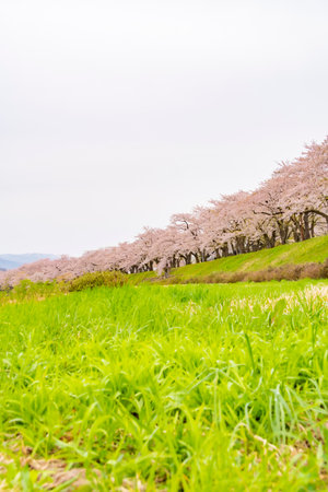 Cherry blossom trees along the Hinokinai River bank. Akita, Japanの写真素材