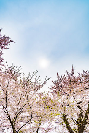Cherry blossom or Sakura flower with blue sky and cloud backgroundの写真素材