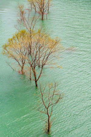 Submerged forest of Lake Shusen. Akita, Japanの写真素材