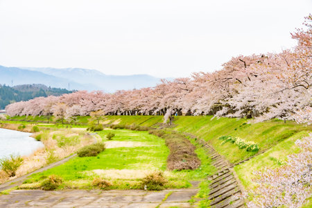 Cherry blossom trees along the Hinokinai River bank. Akita, Japanの写真素材