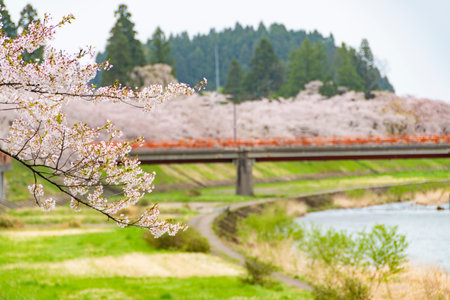 Cherry blossom trees along the Hinokinai River bank. Akita, Japanの写真素材