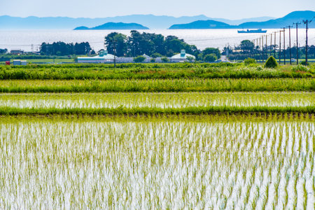 Rice planting completed in rice fields overlooking the seaの写真素材