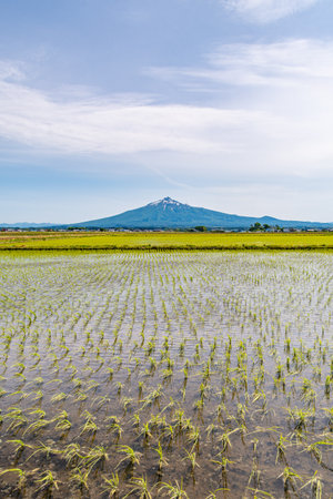 Rice paddies where rice planting has been completed and Mt. Iwakiの写真素材