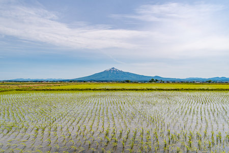 Rice paddies where rice planting has been completed and Mt. Iwakiの写真素材