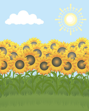 Field of sunflowers on a background of the skyのイラスト素材