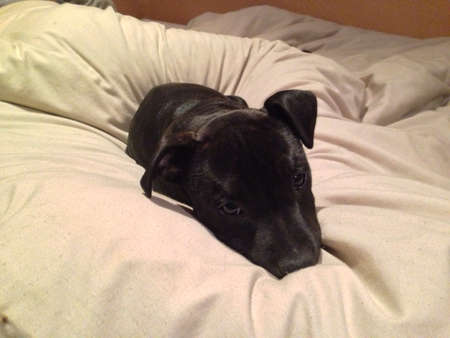 Puppy enjoying indoors in winter snuggling up in bedの素材