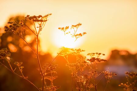 Beautiful sunset in the field.の写真素材