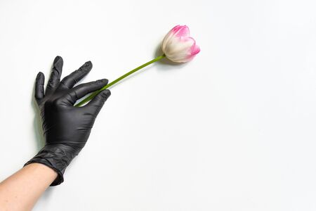 Hand in a rubber black glove on a white background holds a pink tulipの写真素材