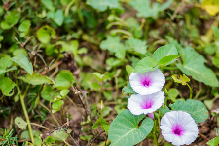 Morning Glory flower.の写真素材