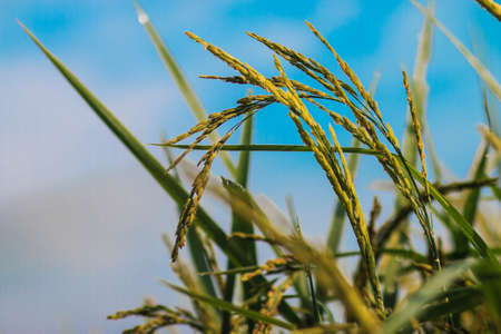 rice fieldの写真素材