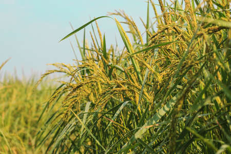 rice fieldの写真素材