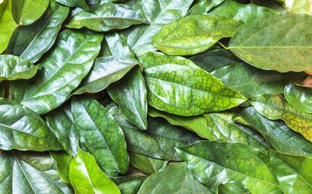 green leaf backgroundの写真素材