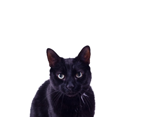 Black Portrait.の写真素材