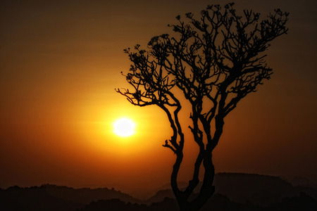 Sunset tree silhouette in mountains in indiaの写真素材