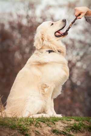 young golden retriever dog play in autumn park