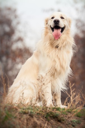 portrait of a young golden retriever dog with pink tongue in autumn parkの写真素材