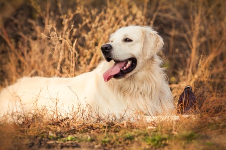 portrait of a young golden retriever dog with pink tongue in autumn parkの写真素材