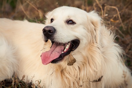 young golden retriever dog with pink tongue lay in autumn parkの写真素材