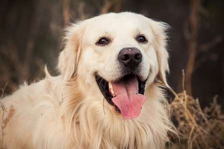 young golden retriever dog with pink tongue sit in autumn parkの写真素材