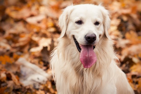 young golden retriever dog with pink tongue stand on yellow leaves in autumn parkの写真素材