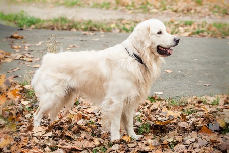 young golden retriever dog in autumn parkの写真素材