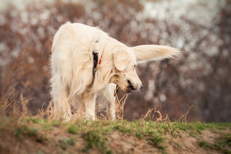 young golden retriever dog walk in autumn parkの写真素材