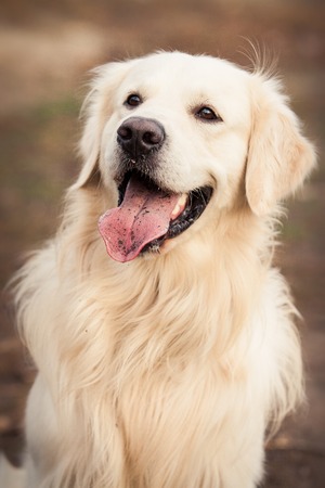 portrait of a young golden retriever dog with pink tongue in autumn parkの写真素材