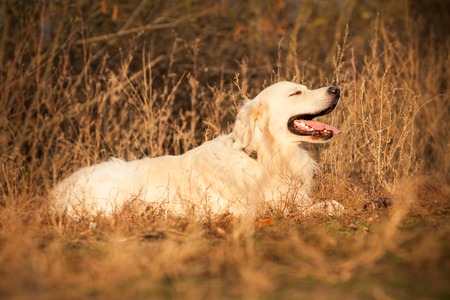 portrait of a young golden retriever dog with pink tongue in autumn parkの写真素材
