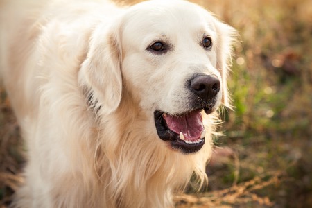 portrait of a young golden retriever dog with pink tongue in autumn parkの写真素材