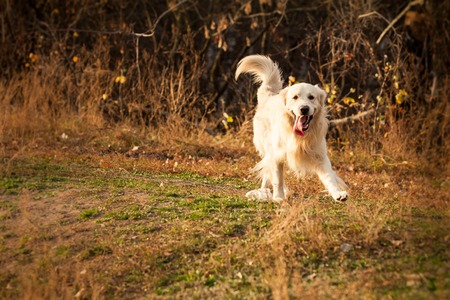 young golden retriever dog with pink tongue play in autumn parkの写真素材