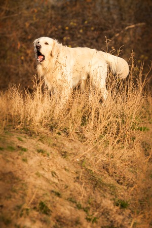 young golden retriever dog play in autumn parkの写真素材
