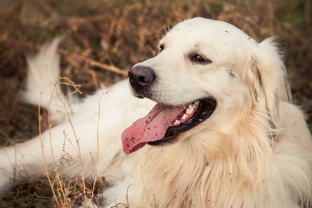 young golden retriever dog with pink tongue lay in autumn parkの写真素材
