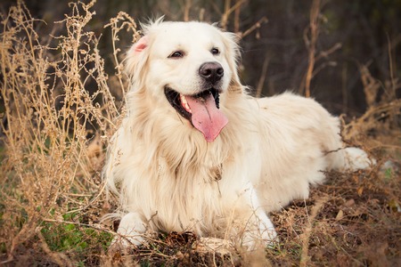 young golden retriever dog with pink tongue lay in autumn parkの写真素材