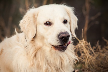 young golden retriever dog sit in autumn parkの写真素材