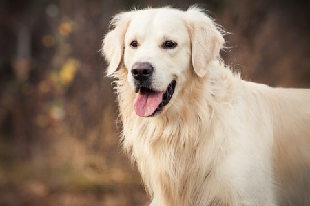 young golden retriever dog with pink tongue stand in autumn parkの写真素材