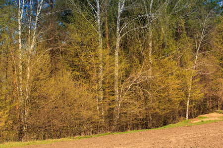 closeup spring birch grove with new fresh light green leaves near ploughed fieldの写真素材