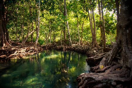 closeup gleams of river among green mangrove trees with interlaced roots under seldom sunlight in tropical tourist parkの写真素材
