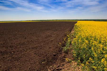 panorama of countryside with yellow rapeseed field in blossom ploughed field and forestの写真素材