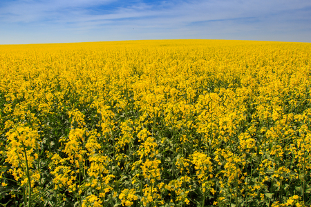 closeup panorama of yellow rapeseed field in blossom near green forestの写真素材