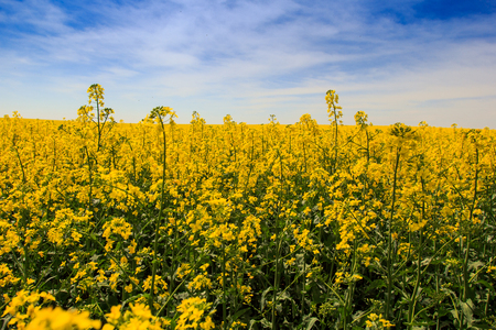 panorama of yellow rapeseed field in blossom under fantastic blue sky with fleecy cloudsの写真素材
