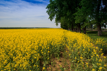 panorama of countryside with yellow rapeseed field in blossom ploughed field and forestの写真素材