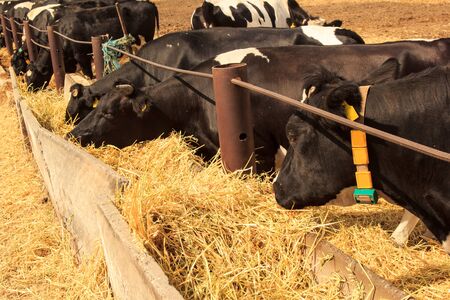 closeup black-white milch cows eat hay behind wire barrier in outdoor enclosure under bright sunlightの写真素材